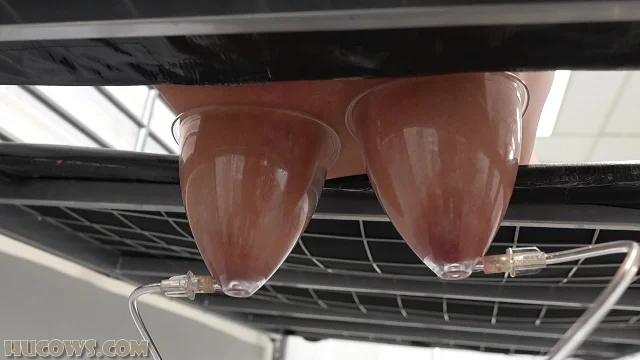 Preview of HuCows Darina Udder Stretching XXX